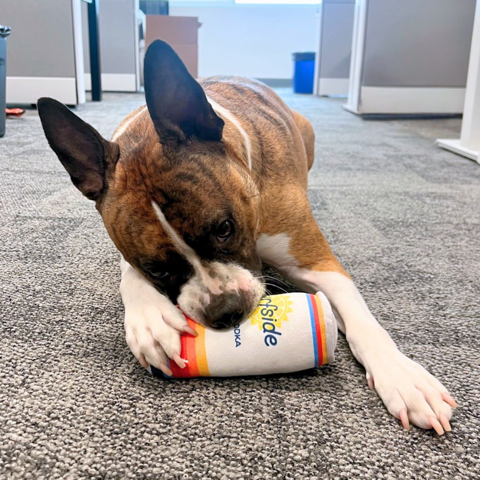 Dog playing with a colorful branded Surfside Ice Tea and Vodka plush can chew toy on a carpeted floor