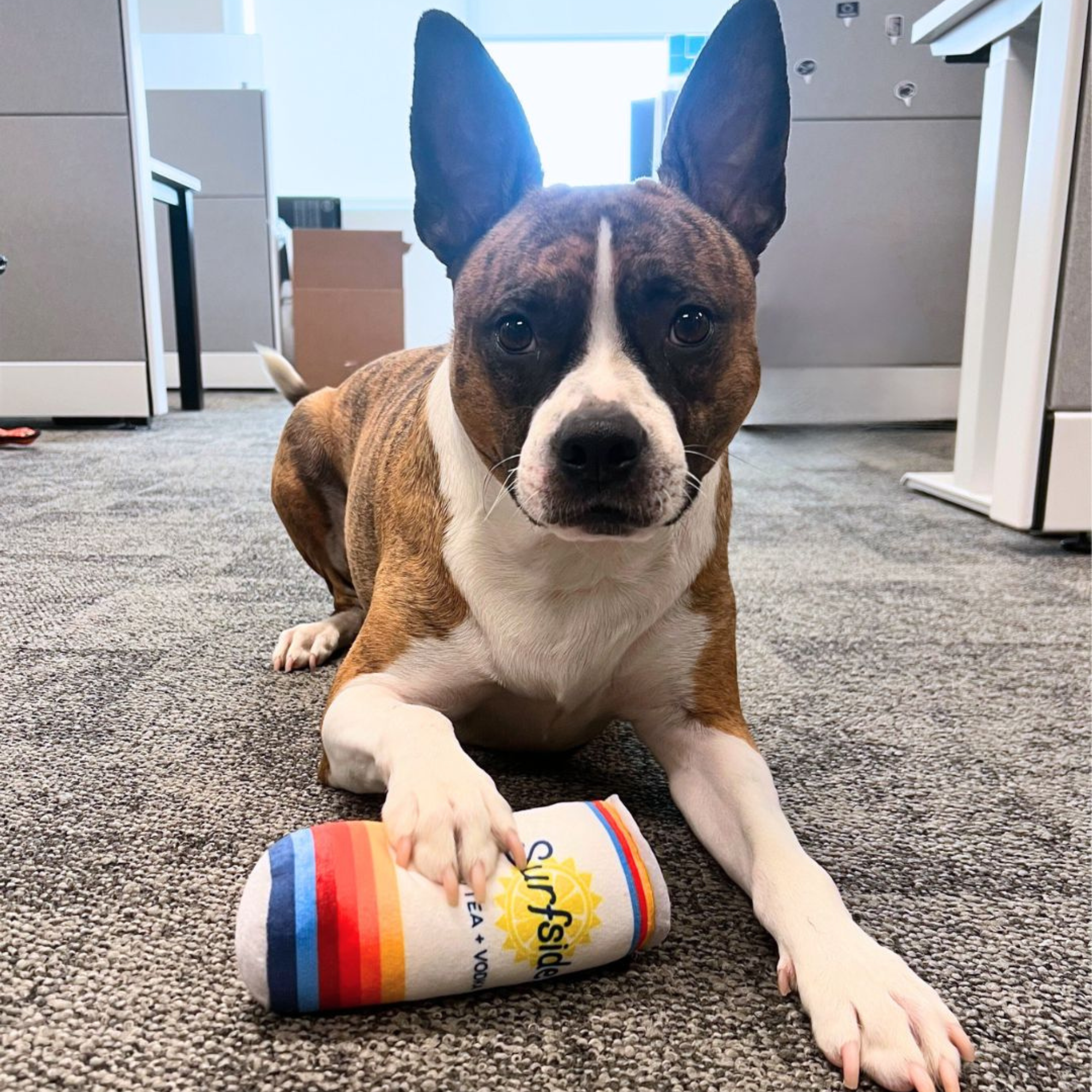 Dog playing with a colorful Surfside can plush chew toy on a carpeted floor in an office setting