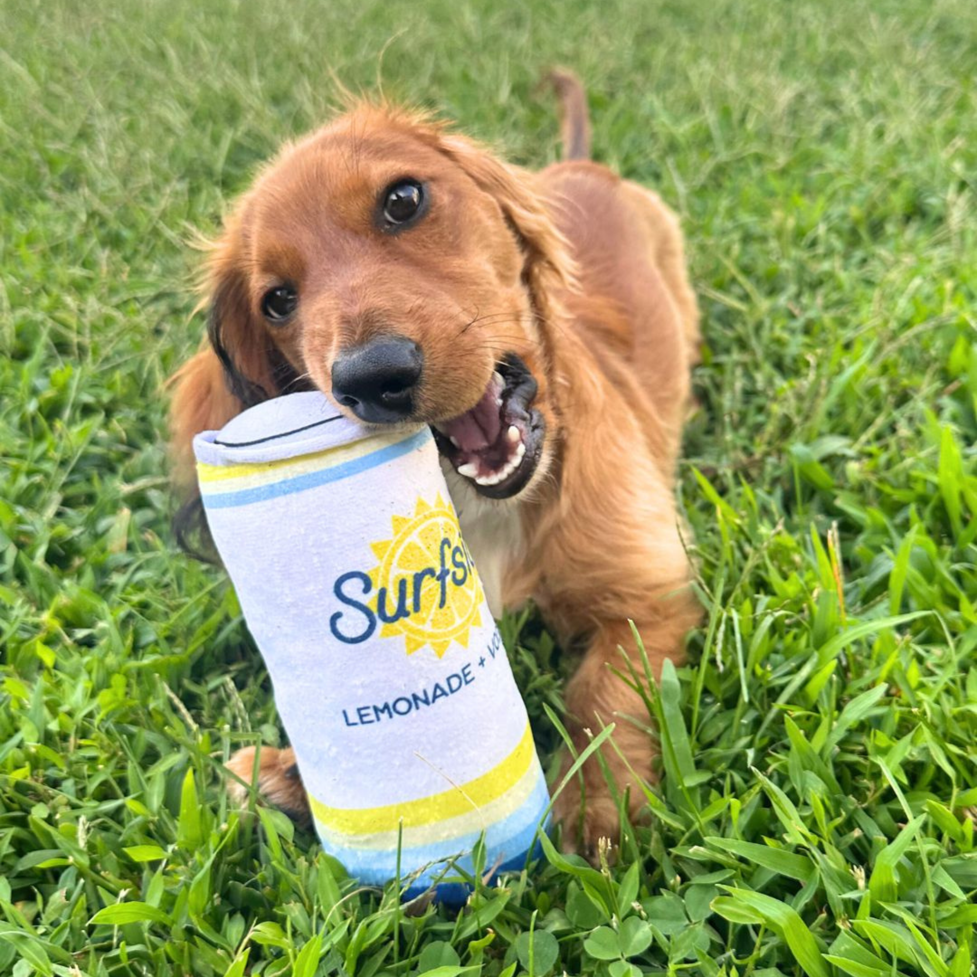 Dog biting a Surfside Lemonade and Vodka plush can chew toy in the grass